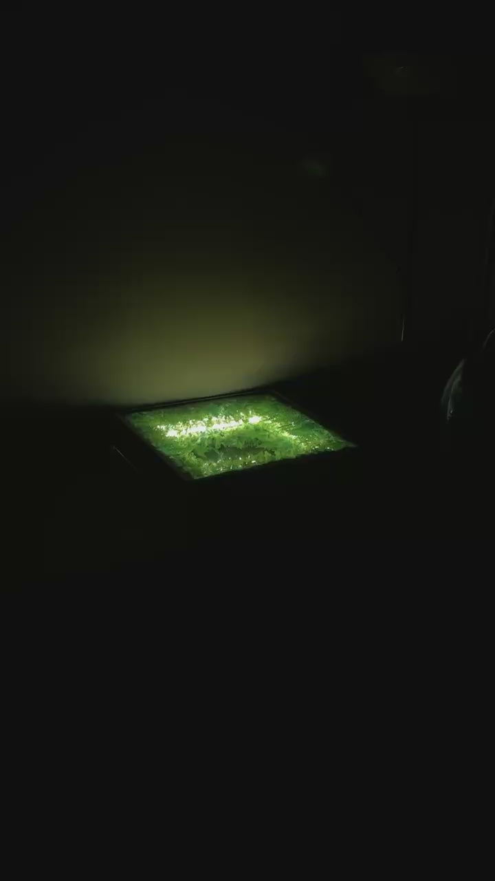 PIECE 1. 'INFINITE GROVE'